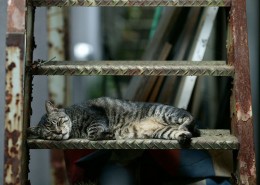 街头猫咪桌面壁纸