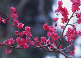 盛开梅花桌面壁纸