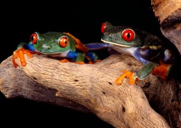 frog青蛙桌面壁纸