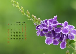 2010年10月花卉宽屏月历桌面壁纸