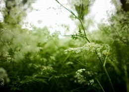 高清柔和植物桌面壁纸