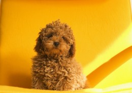 可爱迷你贵宾犬桌面壁纸