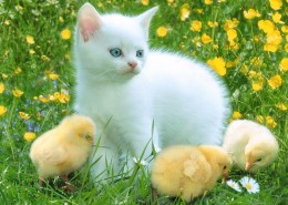 可爱猫咪桌面壁纸