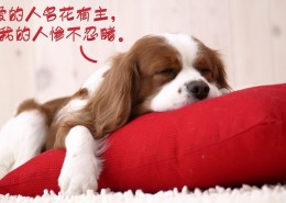 光棍节桌面壁纸