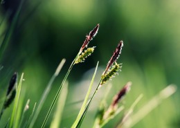 镜头下的唯美风景桌面壁纸[2560x600]