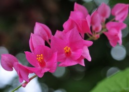 俏媚珊瑚藤花卉桌面壁纸