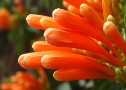 炮仗花桌面壁纸