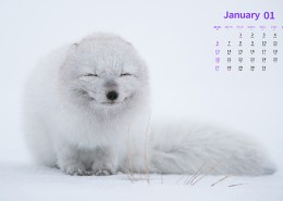 2019年1月日历桌面壁纸