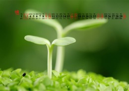 2019年11月嫩芽日历桌面壁纸