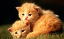 可爱猫猫桌面壁纸