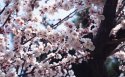 梅花壁纸_梅花壁纸图片大全