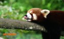 野生动物壁纸图片