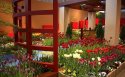 日本温室花卉展览桌面壁纸