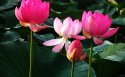 水生植物壁纸图片