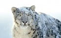 snow Leopard官方桌面壁纸