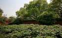 牡丹花壁纸_牡丹花壁纸图片大全