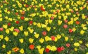金盏郁金香花园壁纸图片