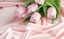 Tulipa壁纸图片