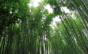 国家森林公园壁纸图片