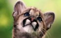 可爱猞猁动物桌面壁纸