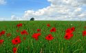 Poppy壁纸图片