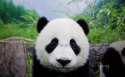 国宝熊猫桌面壁纸