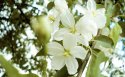 苹果花花卉桌面壁纸