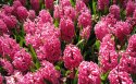 风信子花卉桌面壁纸