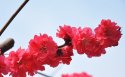 妖艳碧桃花花卉桌面壁纸