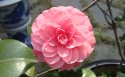 山茶花花卉桌面壁纸