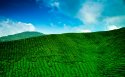 世外茶园优美风景桌面壁纸