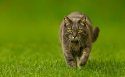 英国短毛猫桌面壁纸