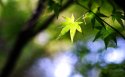 嫩绿的枫叶桌面壁纸