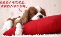 光棍节桌面壁纸