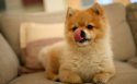 秋田犬壁纸图片