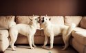 秋田犬狗狗桌面壁纸