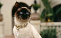 暹罗猫猫咪桌面壁纸