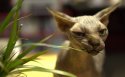 加拿大无毛猫桌面壁纸
