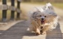 哈瓦那比熊犬狗狗桌面壁纸