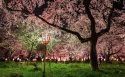 《国家地理杂志》 2013年三月精美摄影桌面壁纸
