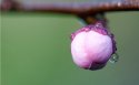 春天的花蕾桌面壁纸