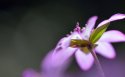 Hepatica nolilis壁纸图片