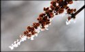 冬季花园雪景桌面壁纸