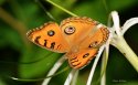 那格浦尔的蝴蝶（ButterfliesMayurKotlikar）微软最新官方桌面壁纸
