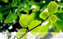 2013年7月月历桌面壁纸
