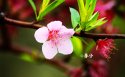 24节气之春分桌面壁纸