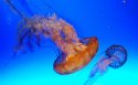 浮游生物水母桌面壁纸
