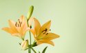 淡雅百合花花卉桌面壁纸