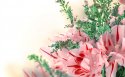 母亲节康乃馨桌面壁纸
