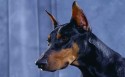 德国杜宾犬桌面壁纸